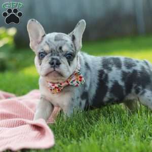 Dana, French Bulldog Puppy